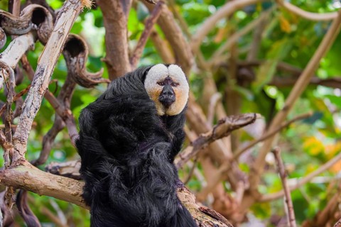 Portrait of a male white-faced saki (Pithecia pithecia) sitting in a tree