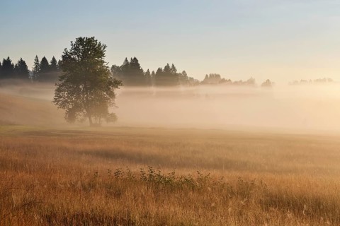 High moor in autumnal discolouration, Rothenthurm, Canton Schwyz, Switzerland, Europe
