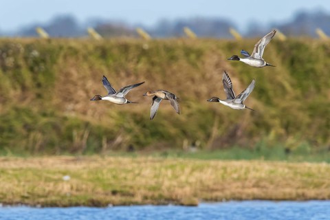 Northern Pintail, Anas acuta, birds in flight over winter marshes