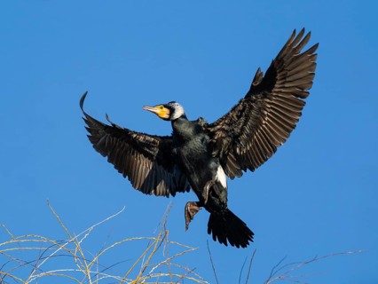 Common Cormorant (Phalacrocorax carbo), adult male in breeding plumage, in landing flight, Hesse,