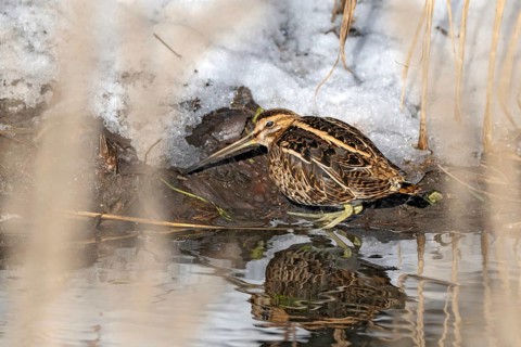 Common snipe, (Gallinago gallinago), sitting on the bank, Münster, Tyrol, Austria, Europe