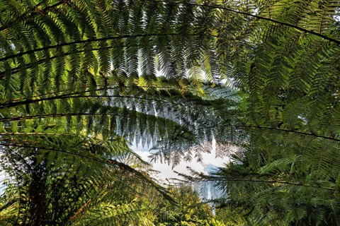 Fern fronds in the undergrowth, tree fern, view from below, Lost Gardens of Heligan, Cornwall,