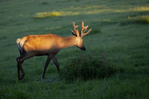 One Altai maral stag, Altai wapiti or Altai elk (Cervus canadensis sibiricus) standing on a meadow