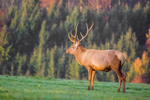 An Altai maral stag, Altai wapiti or Altai elk (Cervus canadensis sibiricus) stands on a meadow in