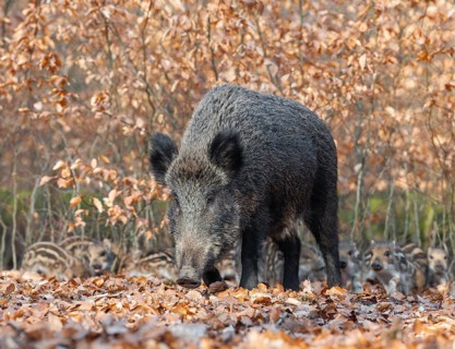 Wild boar (Sus scrofa), wild boar, female with young boar in the forest, Germany, Europe