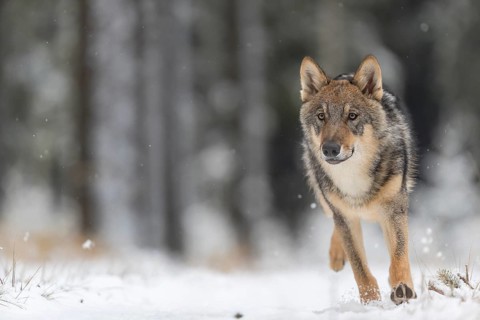 One young male eurasian gray wolf (Canis lupus lupus) running thru the snow-covered undergrowth of