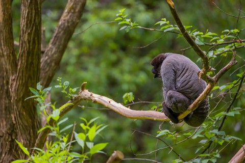A common woolly monkey, brown woolly monkey, or Humboldt's woolly monkey (Lagothrix lagothricha)