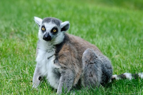 A lemur sits relaxed on a green summer meadow, Ring-tailed Lemur (Lemur catta), Augsburg Zoo