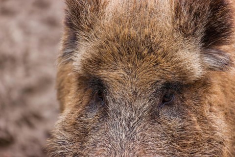 Portrait of a wild boar or wild pig (Sus scrofa)