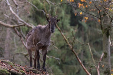 One female Himalayan Tahr (Hemitragus jemlahicus) standing on rocks in a forest. Green forest in
