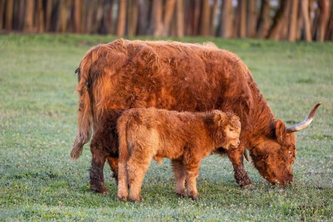 A Highland cow (Bos primigenius taurus) and her calf stand side by side on a meadow