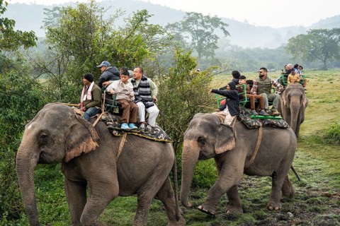 Tourists ride elephants during a safari at Kaziranga National Park on December 5, 2024 in