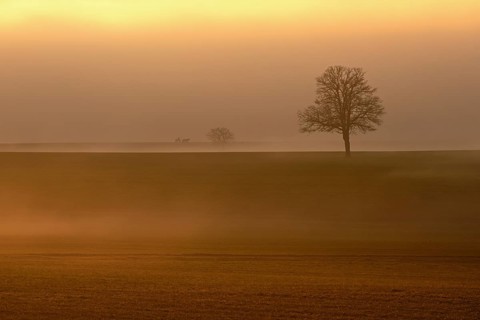 English oak (Quercus robur, Quercus petraea), shrouded in mist in the light of the setting sun,