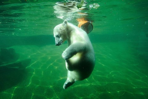 Polar bear cub swimming under water in a green pool, polar bear (Ursus maritimus), captive