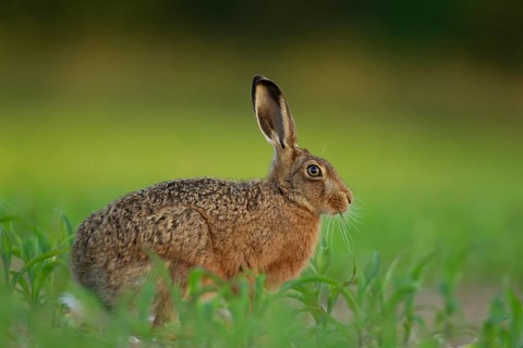 European brown hare (Lepus europaeus) adult animal feeding in a farmland maize crop in the summer,