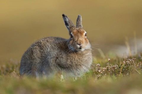 Mountain hare (Lepus timidus) adult animal in its summer coat resting on a hillside, Cairngorm