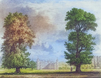 Famous old trees, The plane tree and the lime tree in Cobham Park, a former parkland and villa