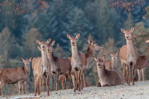 A herd of female red deer (Cervus elaphus) stands in a hoar frosted meadow, A forest can be seen in