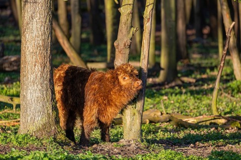 A Highland calf (Bos primigenius taurus) stands in a forest