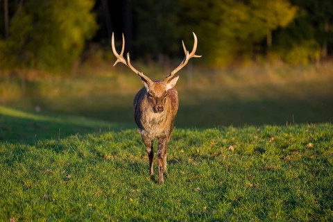 One Dybowski stag (Cervus nippon hortulorum) stands on a green meadow at sunrise
