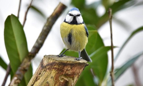 Blue tit (Cyanistes caeruleus) on a branch in cherry laurel, (Prunus laurocerasus)