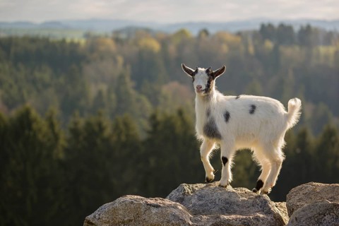 A young Pygmy goat, Capra hircus, stands on a rock. A forest is in the distant background