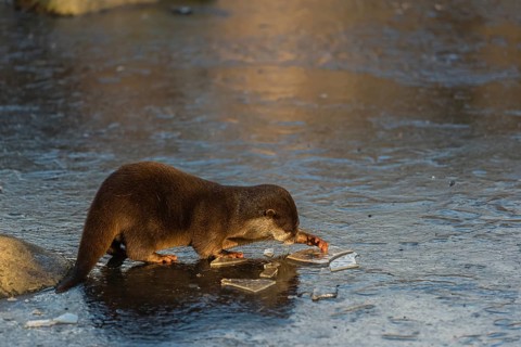 One oriental small-clawed otter or Asian small-clawed otter (Aonyx cinerea), plays with a small