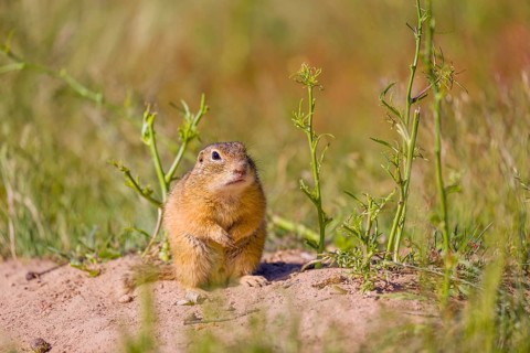 A European ground squirrel (Spermophilus citellus) or European souslik sits in front of its den
