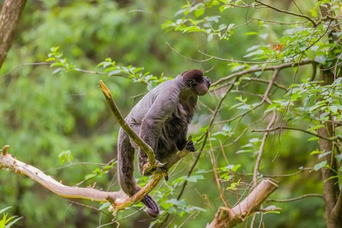 A common woolly monkey, brown woolly monkey, or Humboldt's woolly monkey (Lagothrix lagothricha)