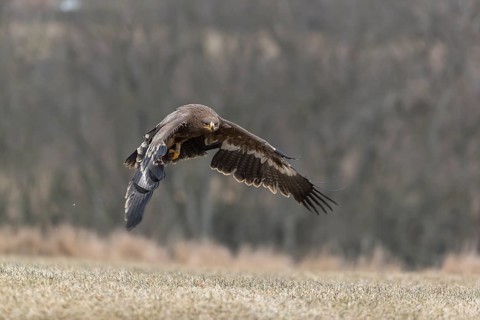 One steppe eagle, Aquila nipalensis, flying over a meadow. Trees in the background