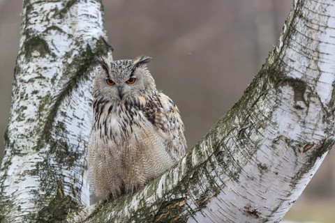 One Siberian Eagle Owl (Bubo bubo sibiricus) sitting on a branch of a birch tree