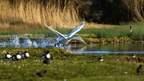 Tundra Swan, Bewick's Swan, Cygnus columbianus in flight at winter in Slimbridge, England, United