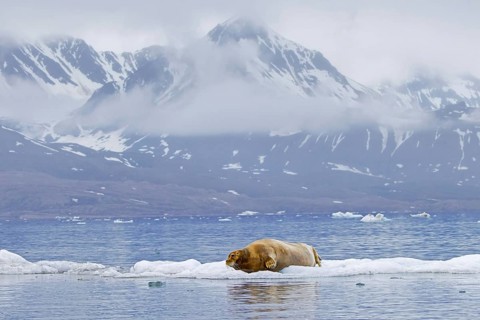 Bearded seal (Erignathus barbatus) resting on ice floe along the coast of Svalbard, Spitsbergen
