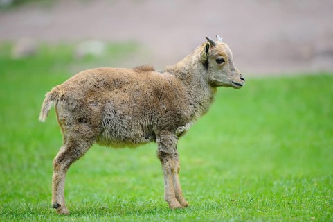 A young wild sheep stands in a green meadow and looks curiously, Mane jumper (Ammotragus lervia),