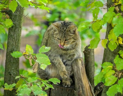 European wildcat or forest cat (Felis silvestris) in the wildcat enclosure at the Thayatal National