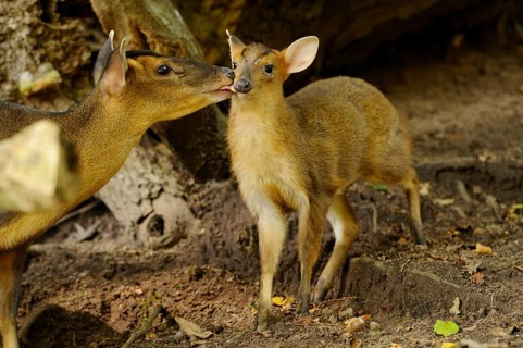 A muntjac shows affection to a young animal in the shady forest, Chinese muntjac (Muntiacus