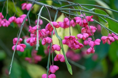 Common spindle bush (Euonymus europaeus), Münsterland, North Rhine-Westphalia, Germany, Europe
