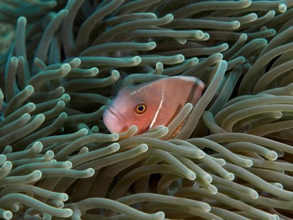 A collar anemonefish (Amphiprion perideraion) hiding in a sea anemone under water, dive site