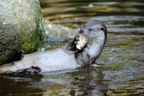 An otter lies in the water next to a rock and eats a porcini mushroom, Otter (Lutra lutra),