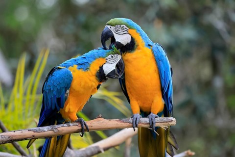 Yellow-breasted Macaw (Ara ararauna), adult, perch, pair, social behaviour, plumage care, South
