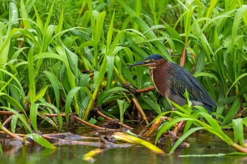 Green heron (Butorides virescens), heron (Ardeidae), Sierpe, Puentarenas, Costa Rica, Central
