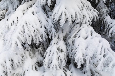 The crystals of hoarfrost look like lace on the snow-covered fir branches, winter landscape on the