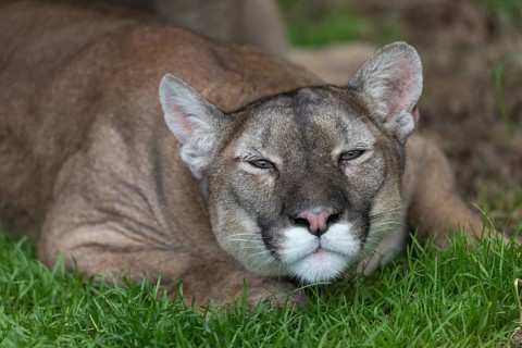 One female cougar, Puma concolor, portrait during mating act in a green meadow