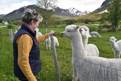 Woman feeding alpaca in Norway