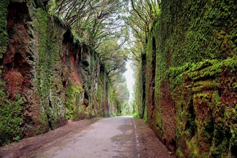 Tunnel of moss-covered rocks and trees with old road to the Mirador Pico del Inglés viewpoint,