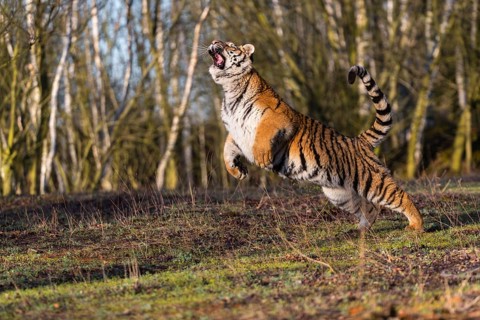 One young female Siberian Tiger, Panthera tigris altaica, running thru a birch tree forest. Early