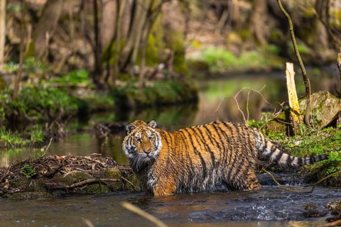 One young female Siberian Tiger, Panthera tigris altaica, walking thru a creek in a forest. Early