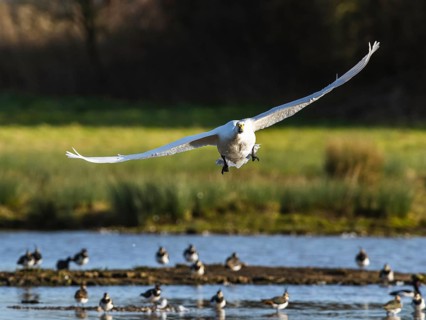 Tundra Swan, Bewick's Swan, Cygnus columbianus in flight at winter in Slimbridge, England, United