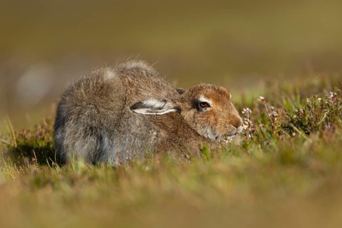 Mountain hare (Lepus timidus) adult animal in its summer coat resting on a hillside, Cairngorm