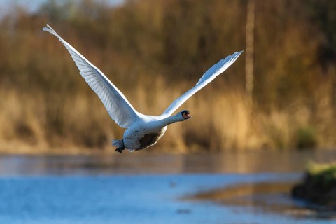 Mute Swan, Cygnus olor, bird in flight at winter on marshes